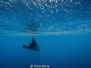 Egg-Rippled Surface – Manta birostris glides just below t... by Nina Baxa 